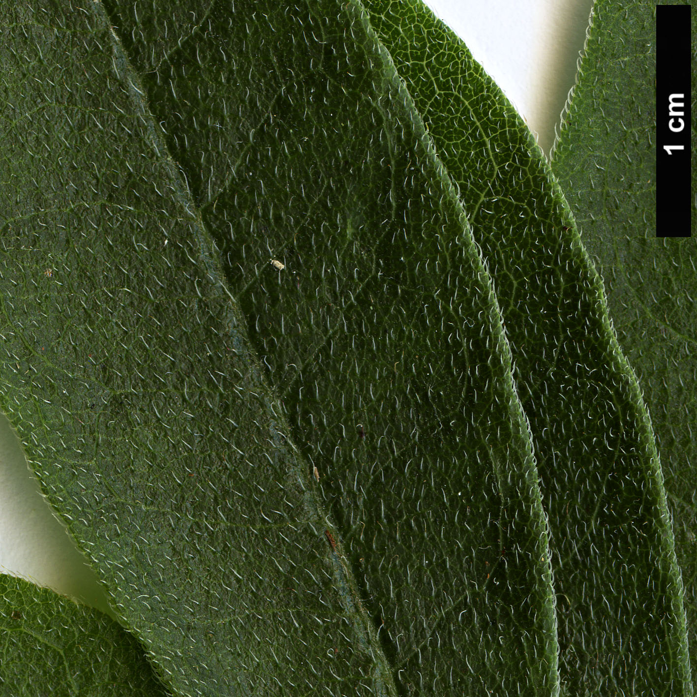 High resolution image: Family: Ericaceae - Genus: Rhododendron - Taxon: cumberlandense - SpeciesSub: ’Hillier’s Red’